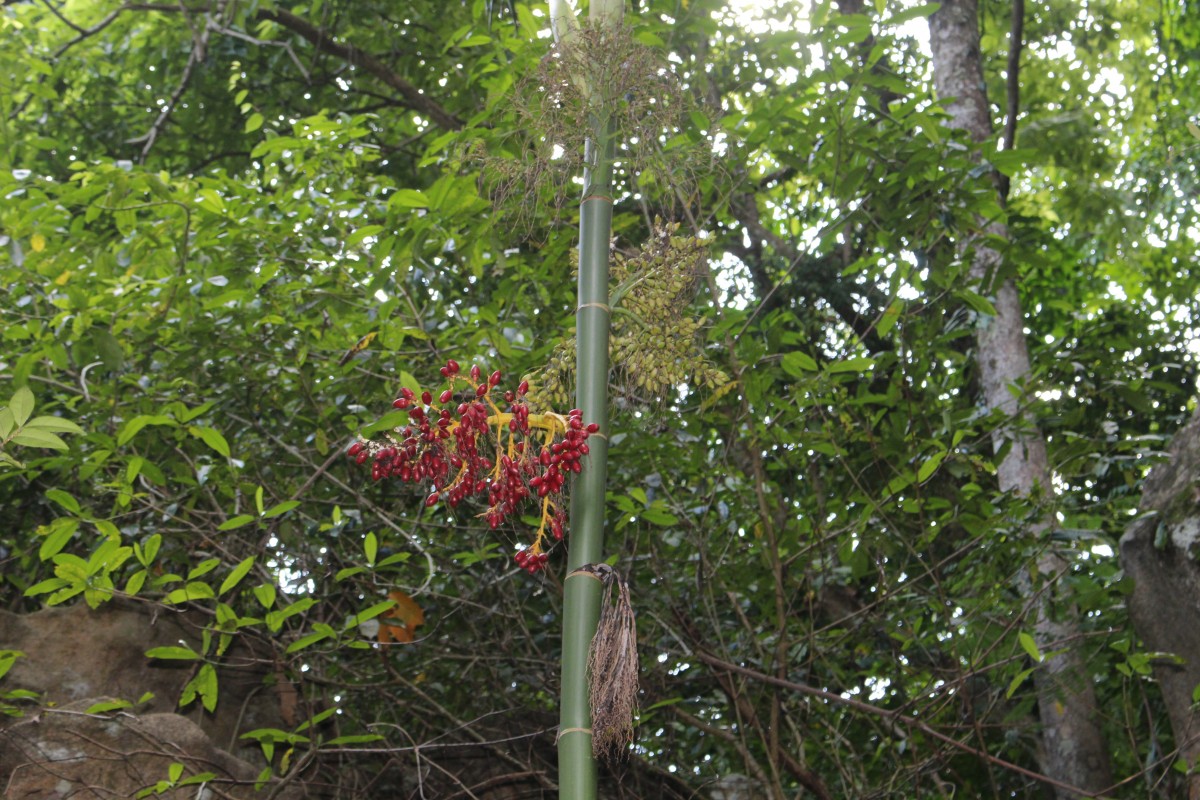 Areca triandra Roxb. ex Buch.-Ham.